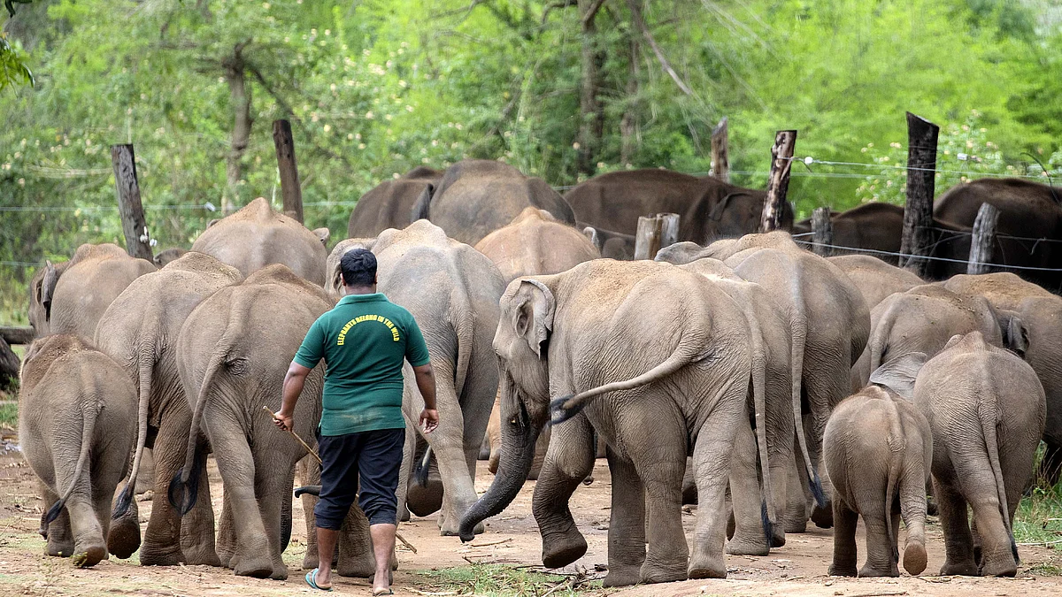 سری لنکا میں ہاتھی