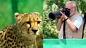 نریندر مودی نے کونو نیشنل پارک میں نمیبیا سے لائے گئے چیتوں کو چھوڑا