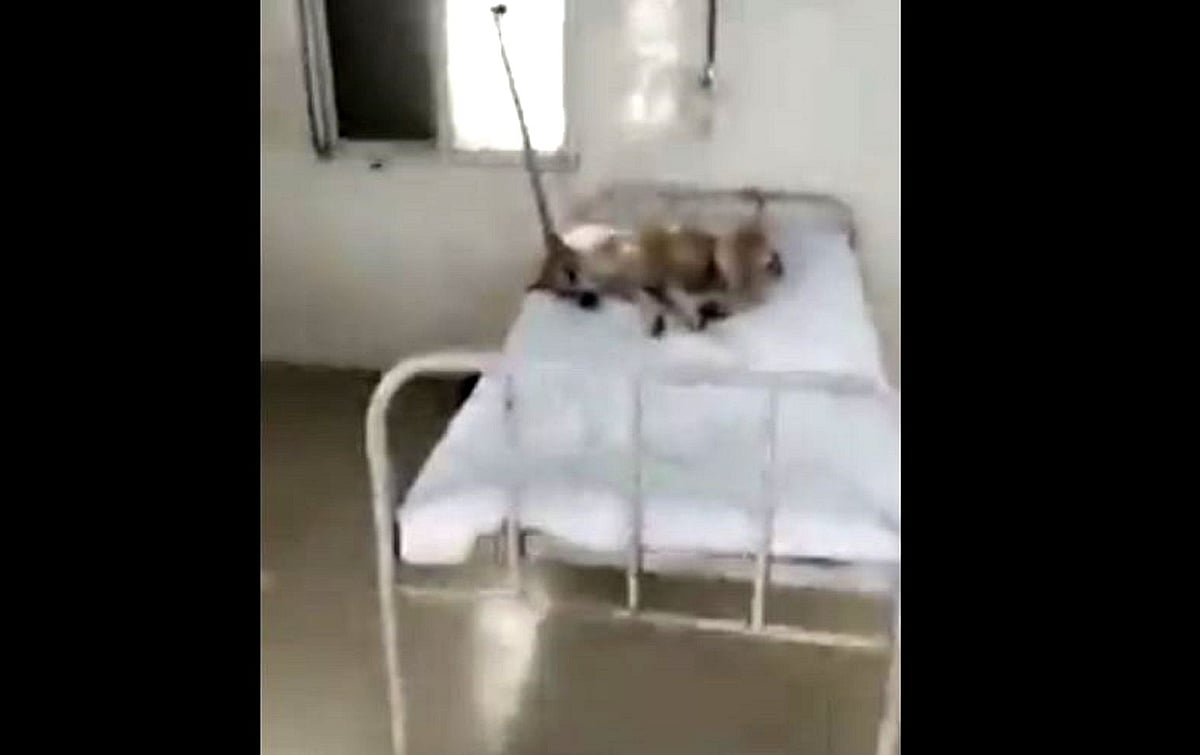 شیوراج کے سرکاری اسپتال میں مریضوں کے بستروں پر آوارہ کتے نظر آ رہے ہیں!