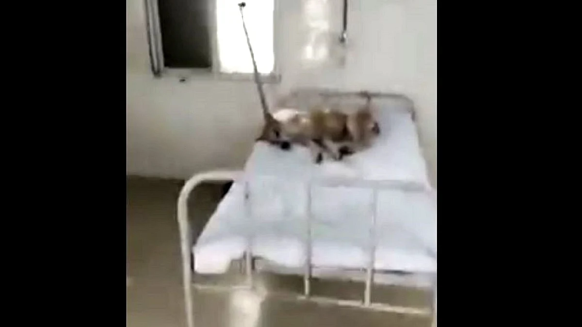 تصویر ویڈیو گریب