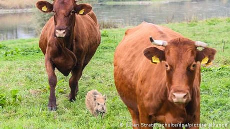 جرمن گائیوں نے جنگلی خوکچہ گود لے لیا