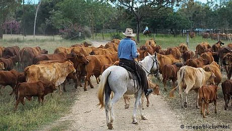 نیوزی لینڈ: گائے کے ڈکار پر ٹیکس کے خلاف ملک گیر مظاہرے