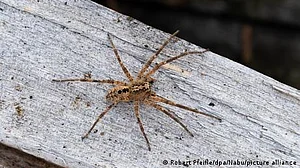 جرمن پولیس خاتون کو مکڑی سے بچانے کے لیے پہنچ گئی