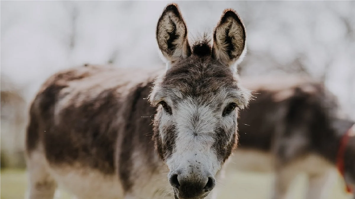 گدھا، تصویر آئی اے این ایس