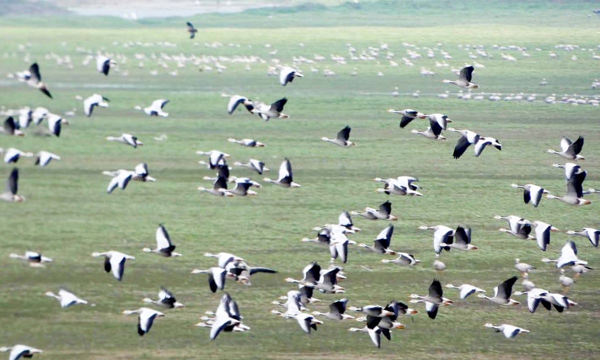 حیدر پور ویٹ لینڈ: ہمالیہ کو عبور کر کے گنگا کے دامن میں پناہ لینے والے ’مہاجر پرندوں‘ کا نیا مسکن