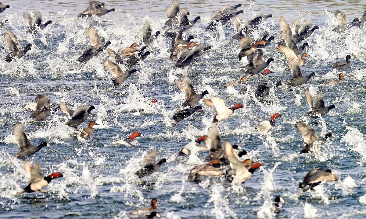 حیدر پور ویٹ لینڈ: ہمالیہ کو عبور کر کے گنگا کے دامن میں پناہ لینے والے ’مہاجر پرندوں‘ کا نیا مسکن