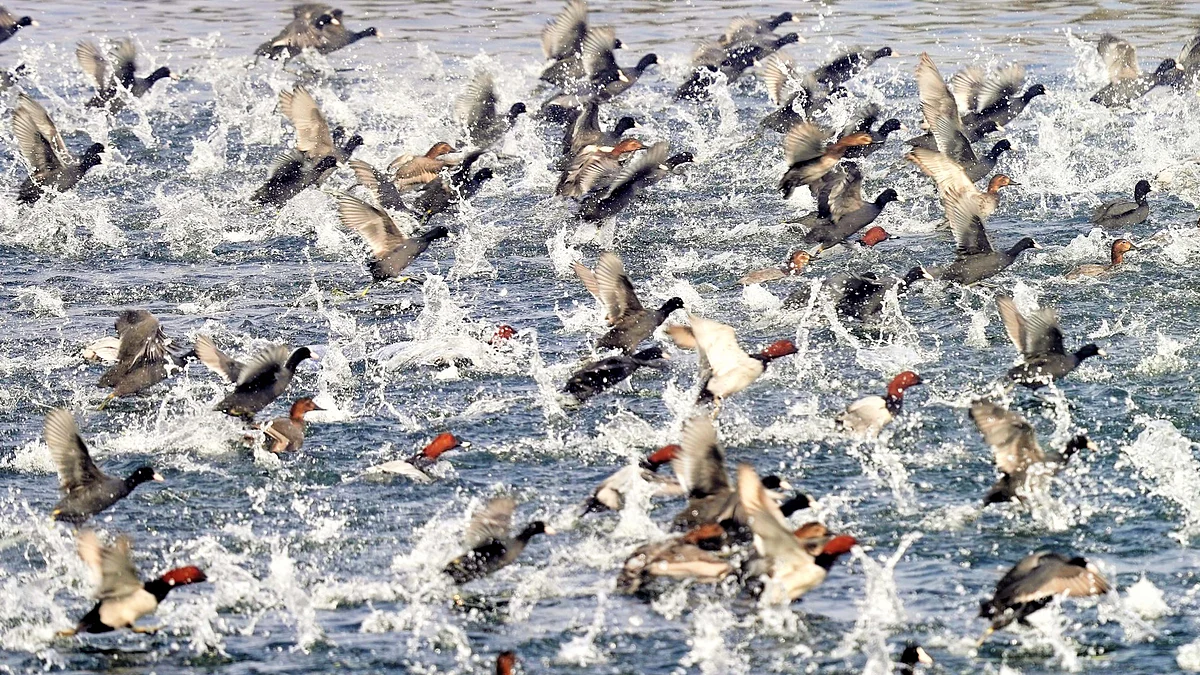 گنگا کے پانی میں کھیلتے مہاجر پرندے / آس محمد کیف