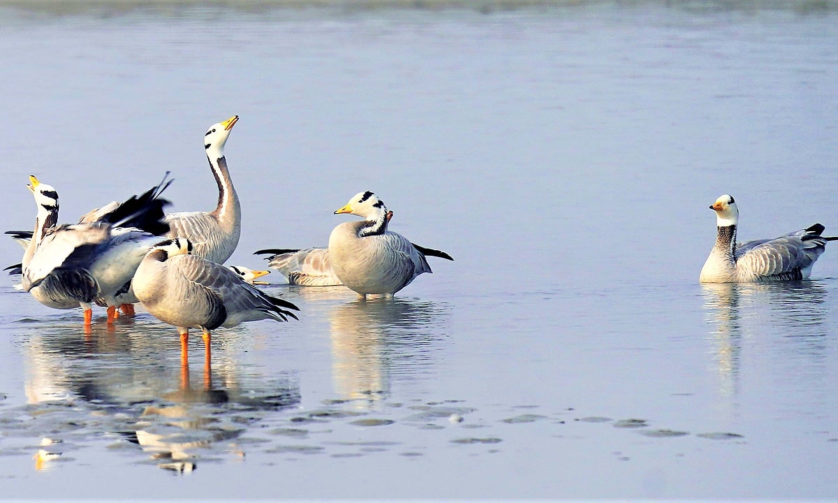 حیدر پور ویٹ لینڈ: ہمالیہ کو عبور کر کے گنگا کے دامن میں پناہ لینے والے ’مہاجر پرندوں‘ کا نیا مسکن