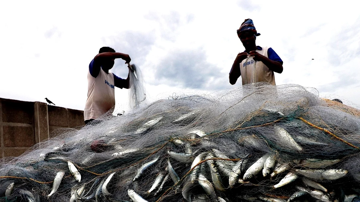 ماہی گیر، تصویر آئی اے این ایس