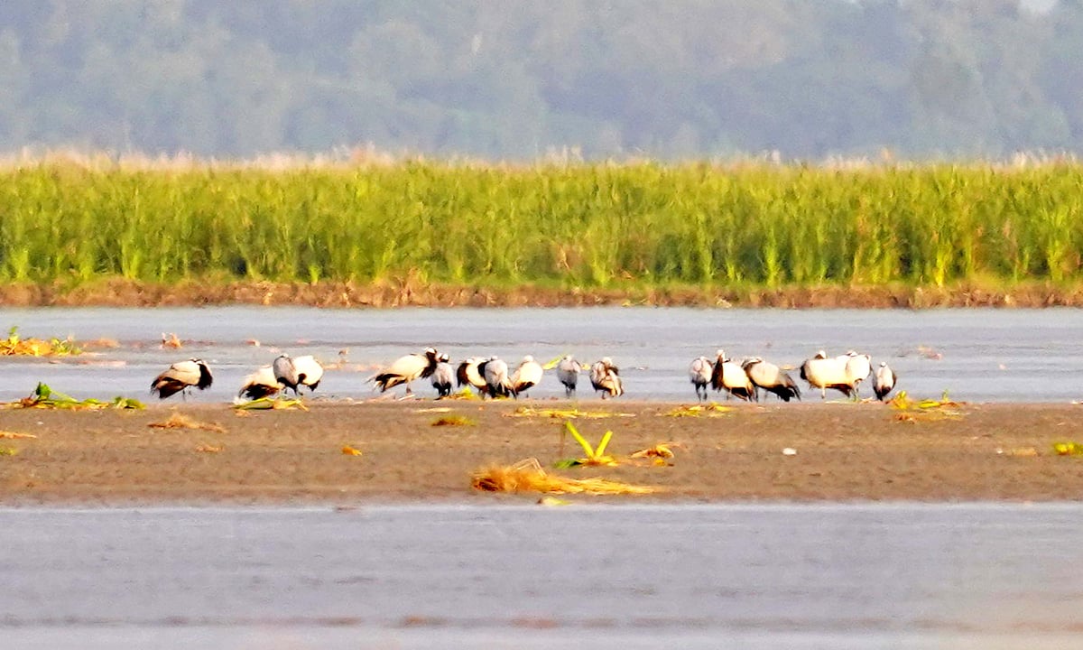 حیدر پور ویٹ لینڈ: ہمالیہ کو عبور کر کے گنگا کے دامن میں پناہ لینے والے ’مہاجر پرندوں‘ کا نیا مسکن