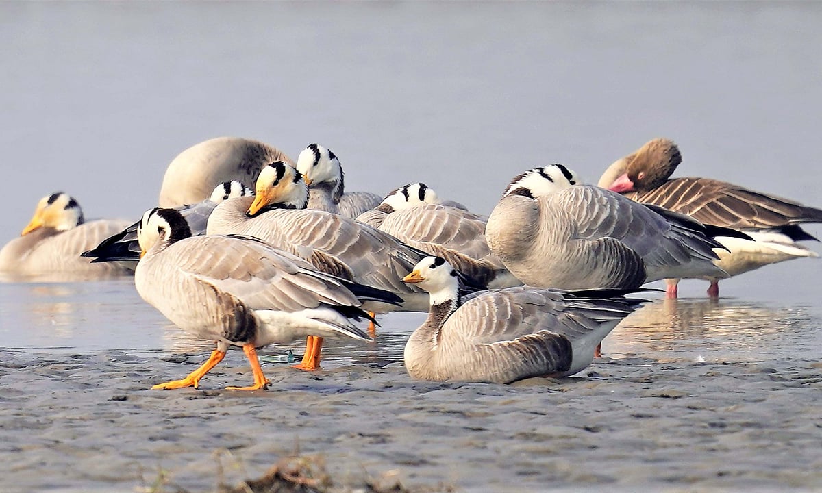 حیدر پور ویٹ لینڈ: ہمالیہ کو عبور کر کے گنگا کے دامن میں پناہ لینے والے ’مہاجر پرندوں‘ کا نیا مسکن