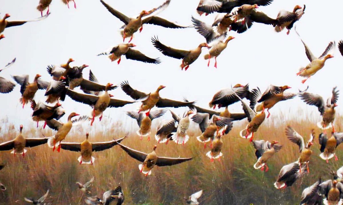 حیدر پور ویٹ لینڈ: ہمالیہ کو عبور کر کے گنگا کے دامن میں پناہ لینے والے ’مہاجر پرندوں‘ کا نیا مسکن