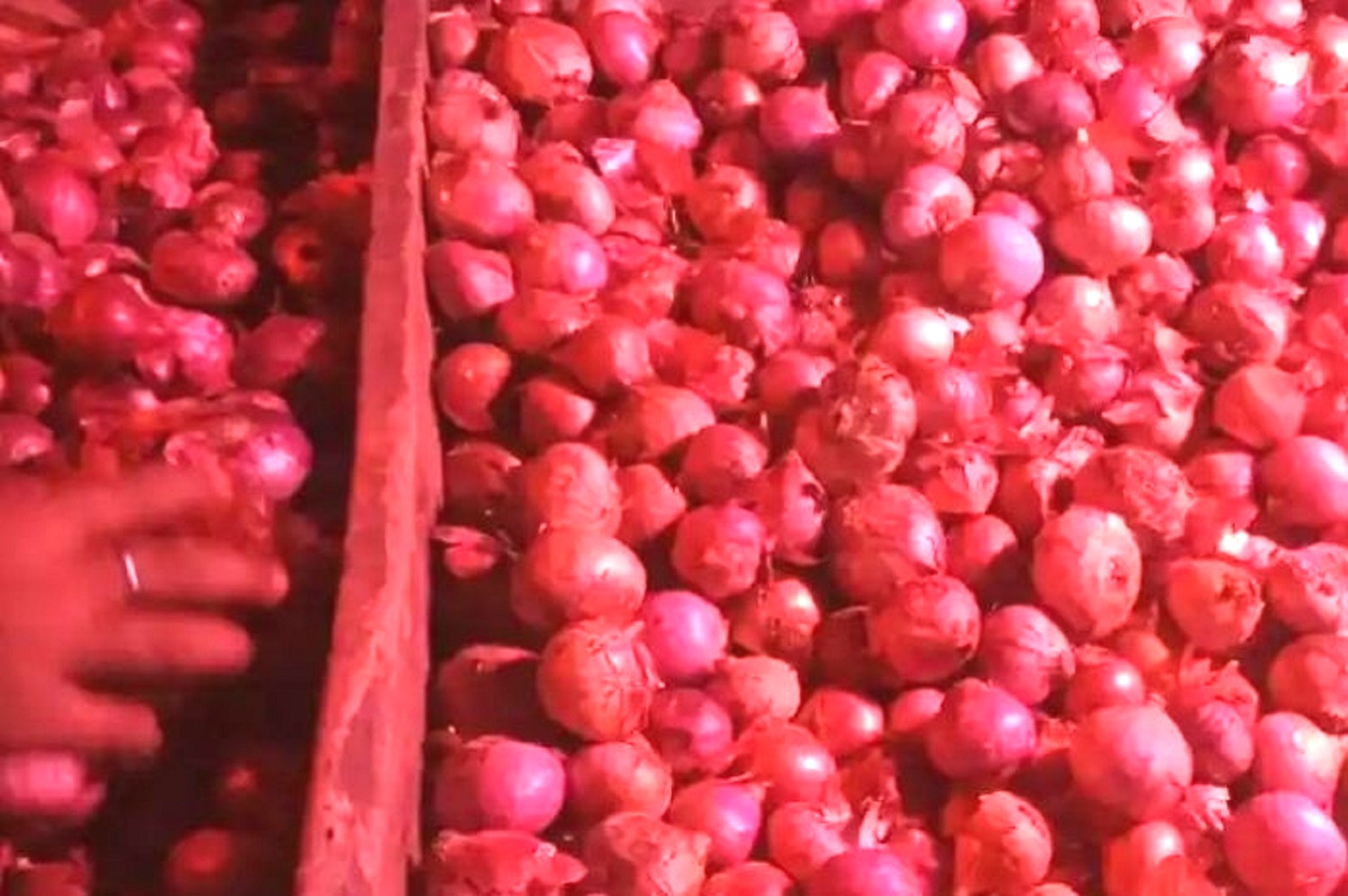 پیاز، تصویر آئی اے این ایس