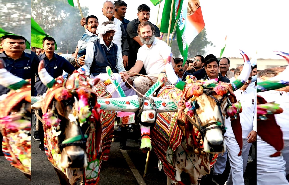 ’بھارت جوڑو یاترا‘ میں راہل گاندھی نے چلائی بیل گاڑی