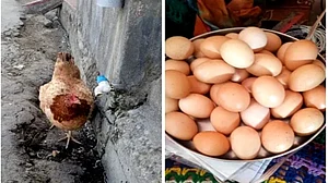 مونگ پھلی اور لہسن کھانے کی شوقین مرغی نے قائم کیا ریکارڈ، ایک دن میں دے ڈالے 31 انڈے