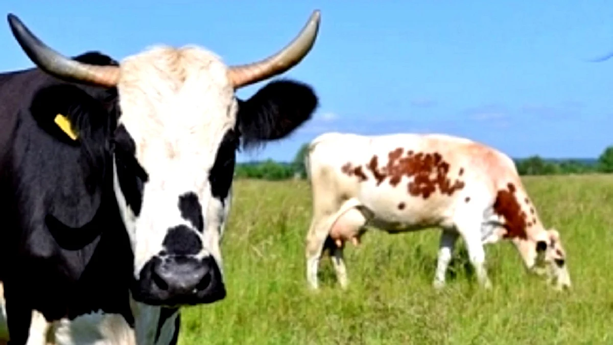 <div class="paragraphs"><p>گائے، تصویر آئی اے این ایس</p></div>