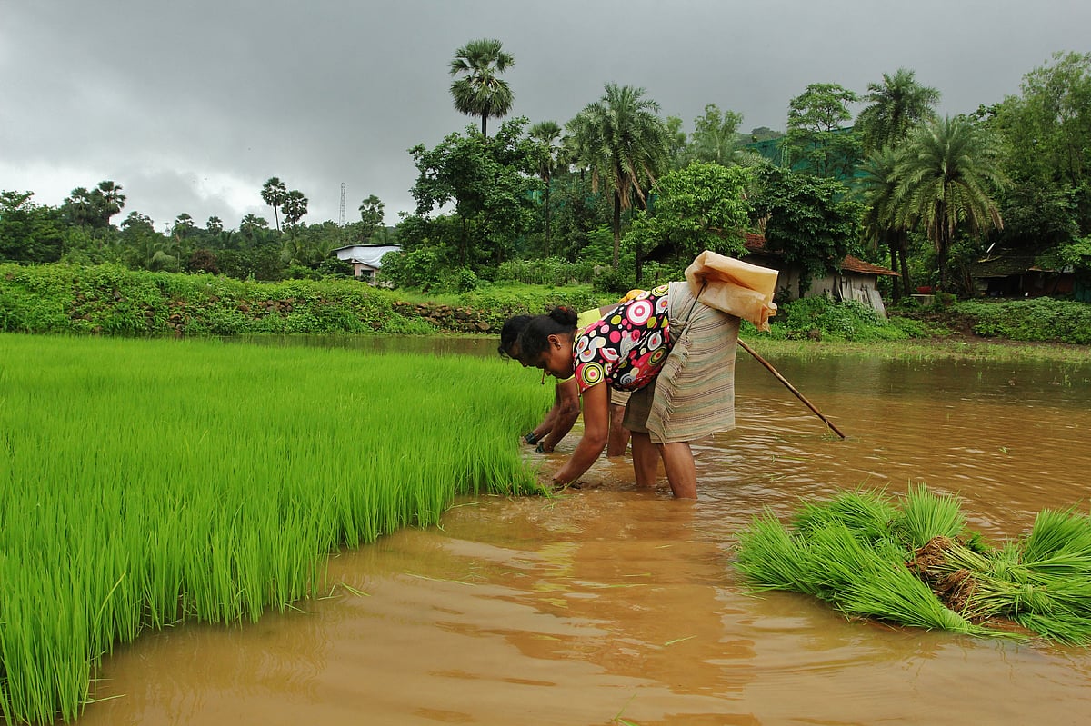 مہاراشٹر: کسانوں کے لئے تشویش ناک خبر، تین دنوں تک غیر موسمی بارش کے آثار