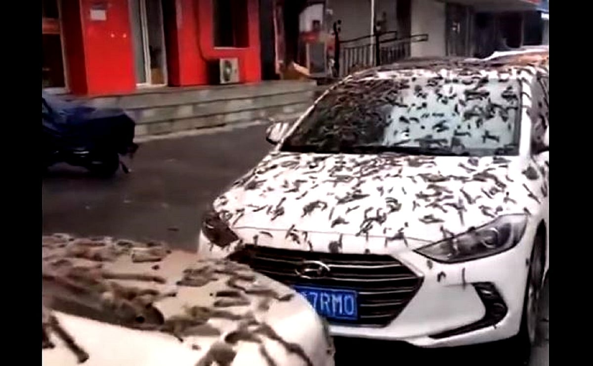 چین میں کیڑوں کی بارش دیکھ کر سبھی حیران، بیجنگ میں عوام کو چھاتا لے کر نکلنے کا دیا جا رہا مشورہ