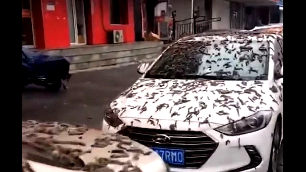 <div class="paragraphs"><p>تصویر ویڈیو گریب</p></div>