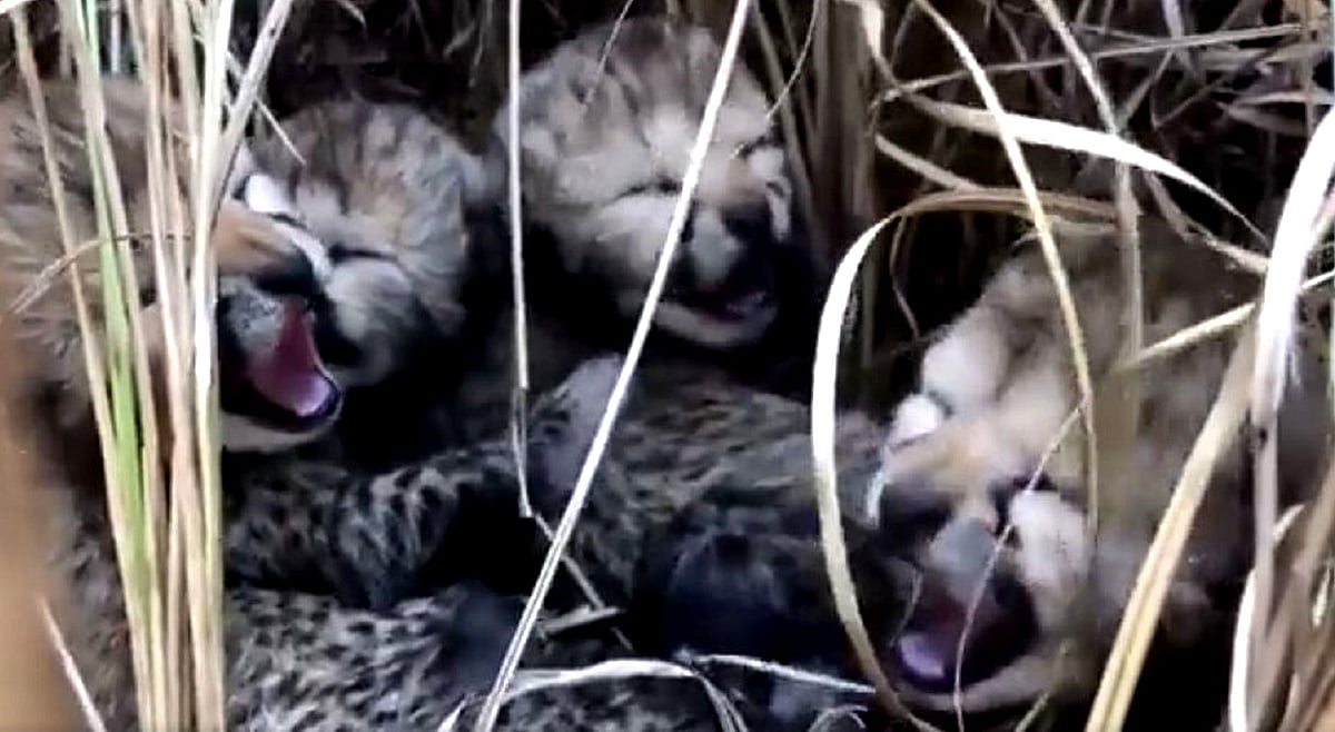 کونو نیشنل پارک سے آئی خوشخبری، مادہ چیتا ’نرواہ‘ نے 4 بچوں کو دیا جنم