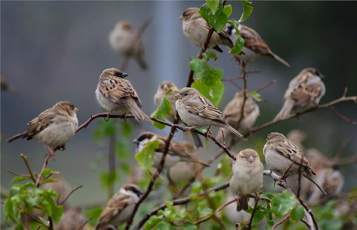 'او ری گوریّا، میرے گھر بھی آ جانا رے'، چھوٹی سی اس چڑیا کا تحفظ ہمارے لیے اہمیت کا حامل کیوں؟