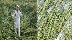 یوپی میں بارش اور ژالہ باری نے کسانوں کو کیا برباد، فصلیں تباہ ہونے کا اثر عوام کی جیب پر بھی پڑ سکتا ہے