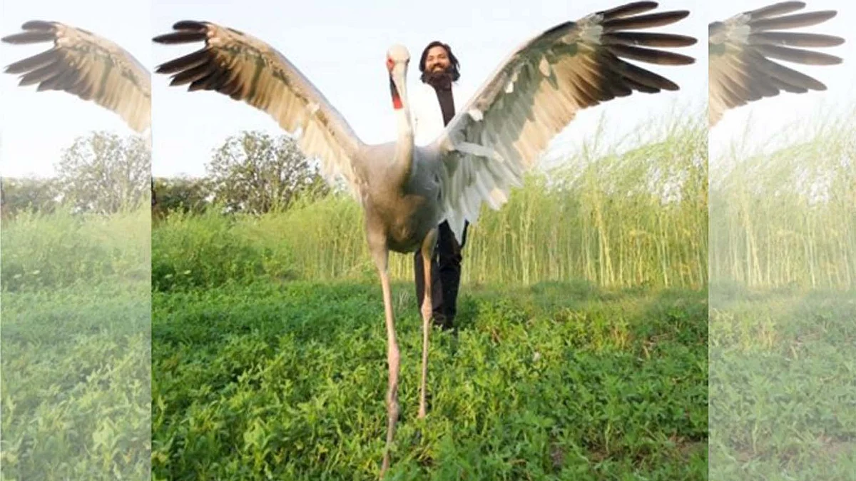 <div class="paragraphs"><p>عراف کا دوست سارس / تصویر آئی اے این ایس</p></div>