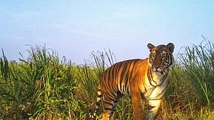 <div class="paragraphs"><p>باگھ، تصویر آئی اے این ایس</p></div>