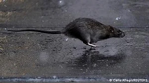 نیو یارک میں ریٹ اکیڈمی کے بعد چوہوں کی پہلی ’زار‘ کی تقرری