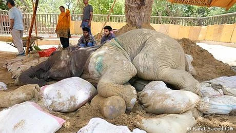 کراچی چڑیا گھر کی علیل ہتھنی ’نورجہاں‘ انتقال کر گئی