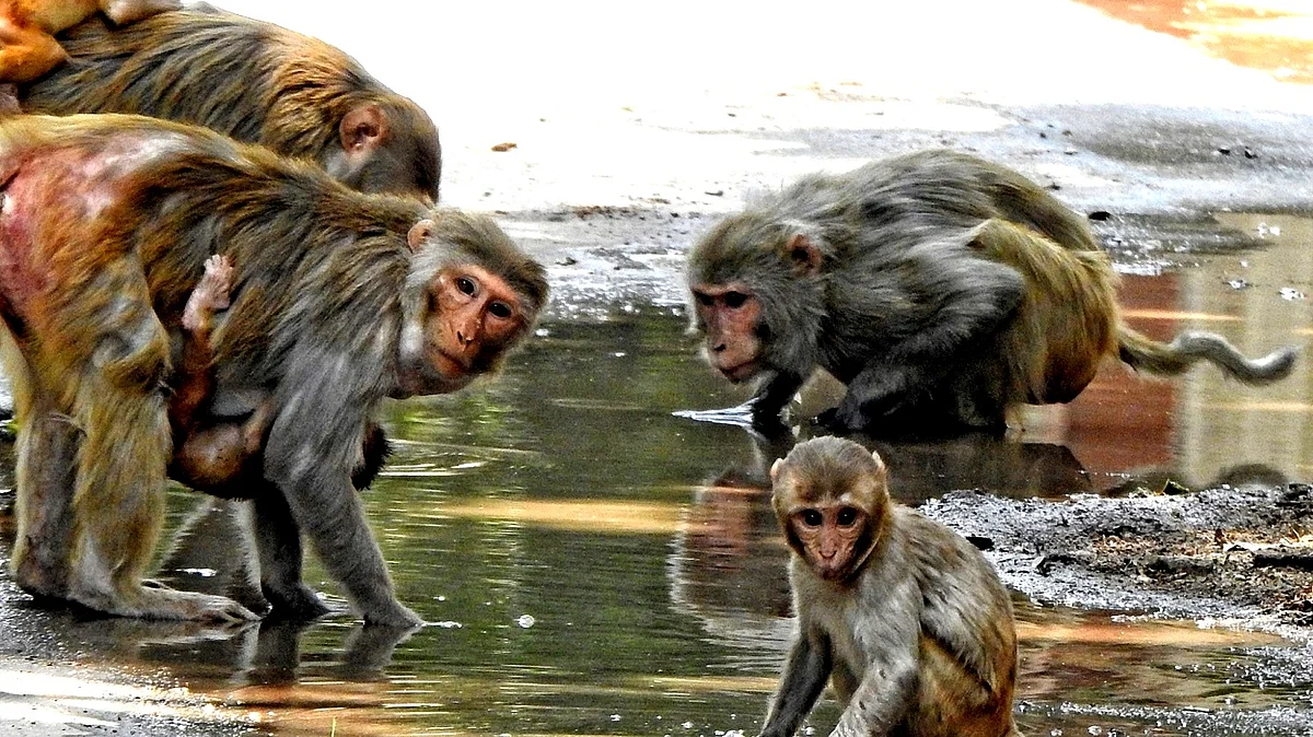 <div class="paragraphs"><p>بندر، فائل تصویر آئی اے این ایس</p></div>