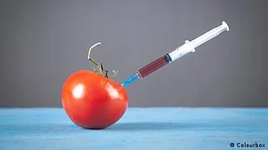 جی ایم فوڈ، کیا خوراک کی مستحکم پیداوار کا واحد راستہ؟