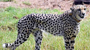 کونو نیشنل پارک میں 3 چیتوں کی گردن پر زخم، انفیکشن کا اندیشہ، اب تک 8 بیرون ملکی چیتوں کی ہو چکی ہے موت