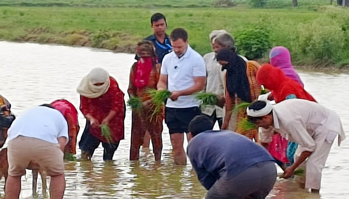ہریانہ: علی الصبح دھان کے کھیتوں میں پہنچے راہل گاندھی، ٹریکٹر سے کی جتائی، مزدوروں کے ساتھ لگائے پودے