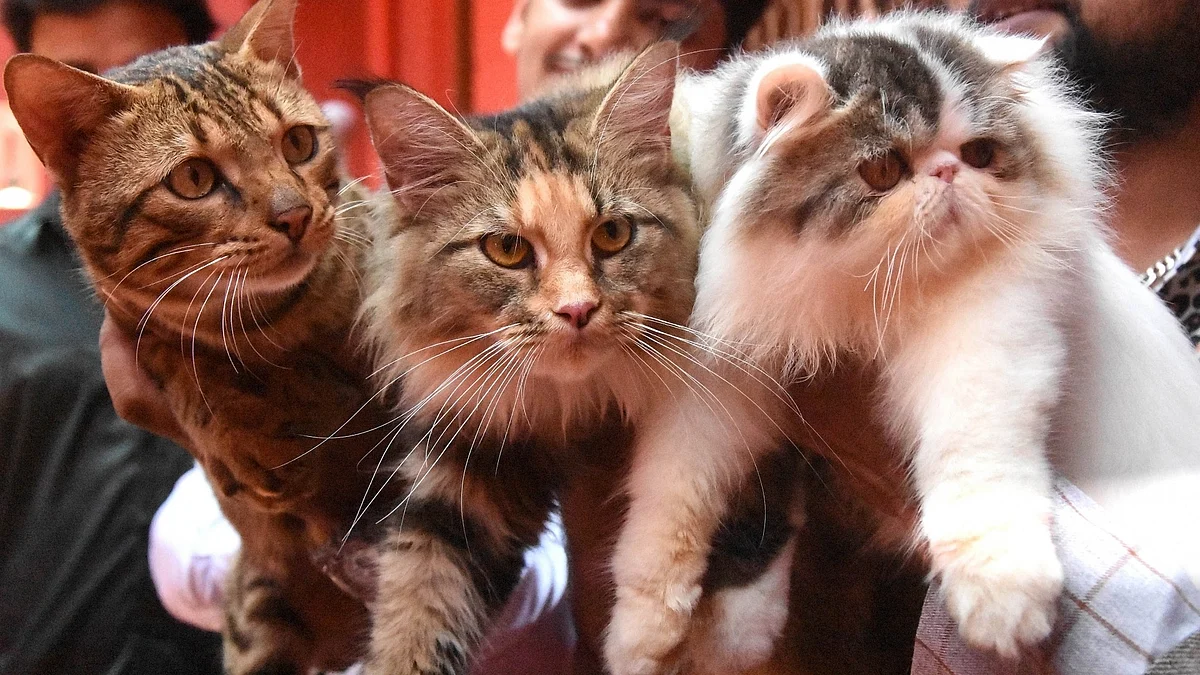 <div class="paragraphs"><p>علامتی فائل تصویر آئی اے این ایس</p></div>