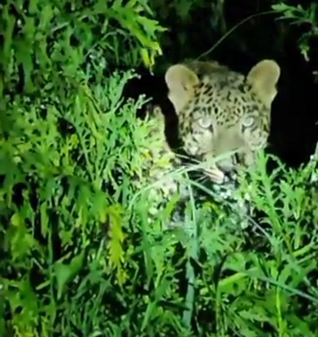 <div class="paragraphs"><p>آدم خور گلدار، تصویر آس محمد کیف</p></div>