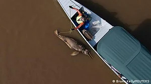 دریائے ایمیزون میں 120ڈولفنز کیسے ہلاک ہو گئیں؟