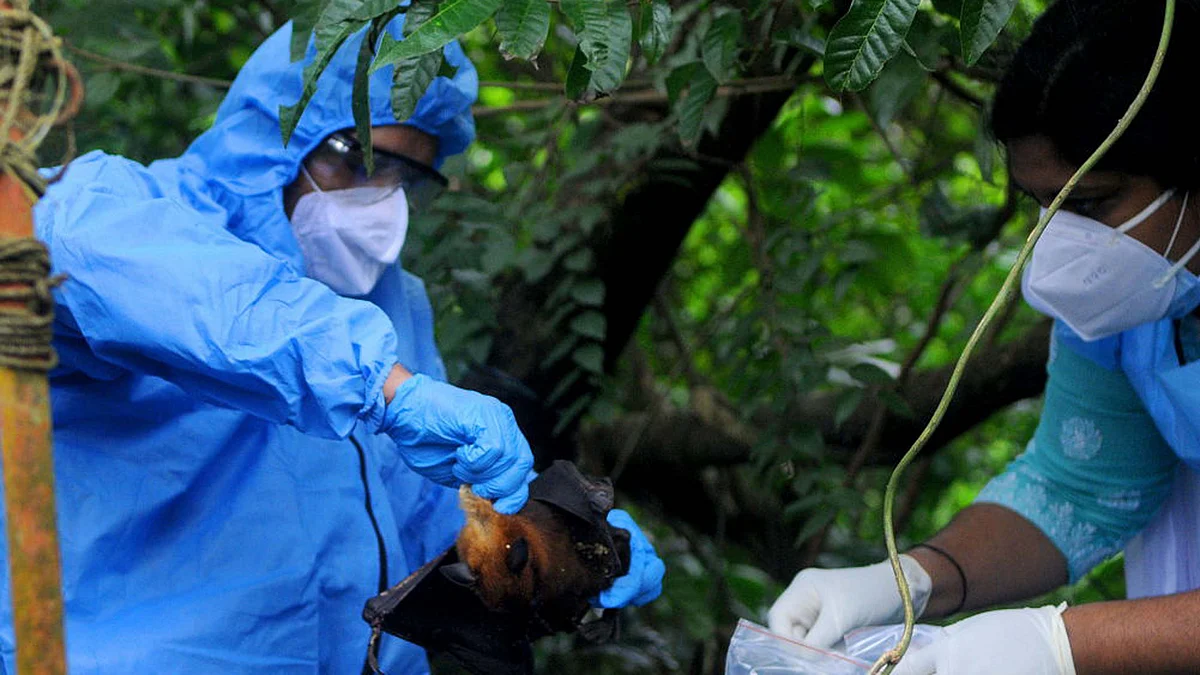 <div class="paragraphs"><p>نپاہ وائرس / Getty Images</p></div>