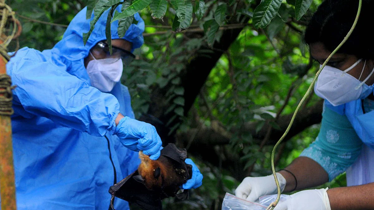 <div class="paragraphs"><p>نپاہ وائرس / Getty Images</p></div>