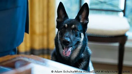 امریکی صدر جو بائیڈن کے کتے کو وائٹ ہاوس سے کیوں ہٹایا گیا؟