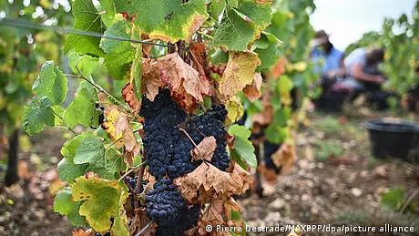 ساٹھ برسوں میں عالمی سطح پر شراب کی پیداوار میں ریکارڈ کمی