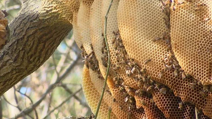 <div class="paragraphs"><p>شہد کی مکھیوں کا چھتہ</p></div>