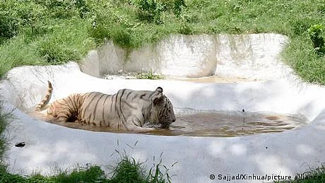 بہاولپور میں شیروں کے پنجرے میں ایک شخص ہلاک، چڑیا گھر بند