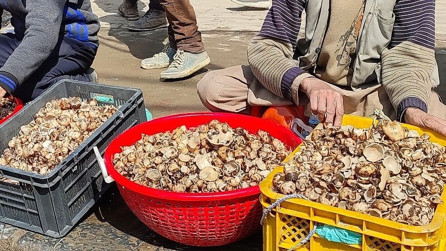 <div class="paragraphs"><p>فائل تصویر آئی اے این ایس</p></div>