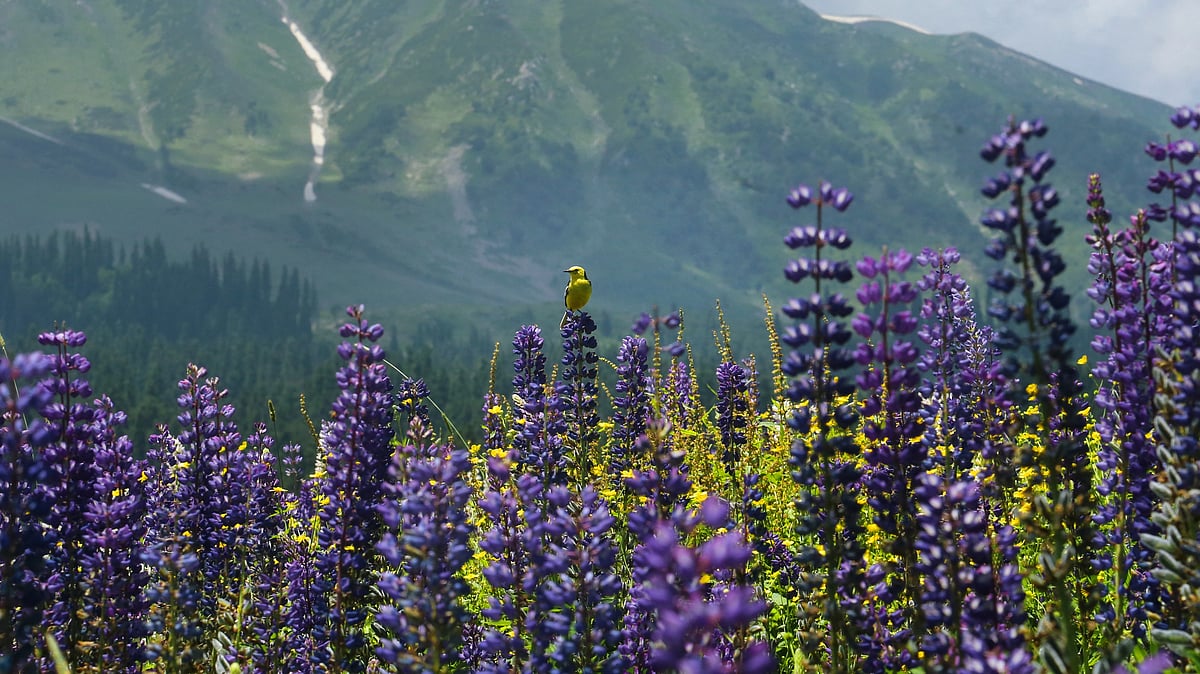 بارہمولہ میں مطلوب منشیات فروش کے خلاف مقدمہ درج:پولیس