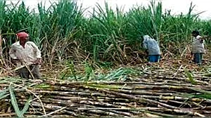 یوپی حکومت نے گنے کے داموں میں کیا 20 روپے فی کونٹل کا اضافہ، کسانوں نے ناکافی قرار دیا