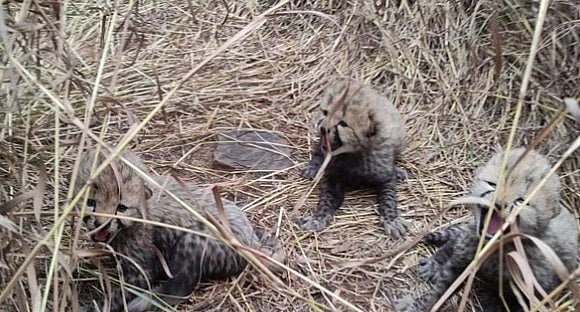 کونو نیشنل پارک سے آئی خوشخبری، نامیبیائی چیتا ’آشا‘ نے تین بچوں کو دیا جنم، دیکھیں ویڈیو