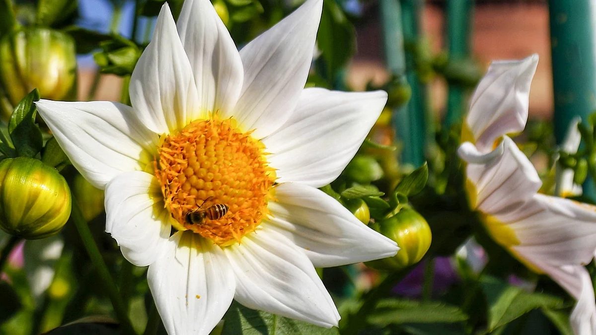 بے مثال حسن کی ملکہ تھیں شکیلہ