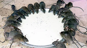 <div class="paragraphs"><p>فائل علامتی تصویر آئی اے این ایس </p></div>