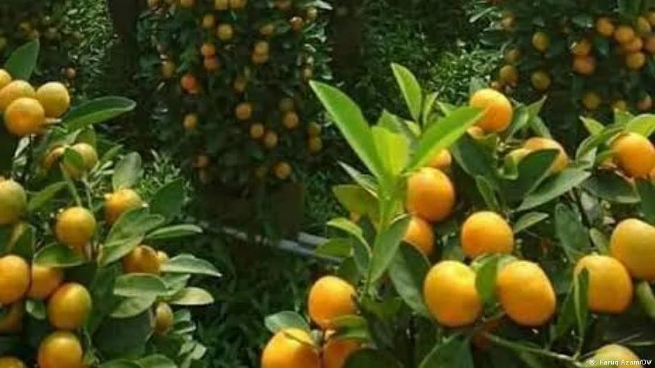 سرگودھا کی پہچان 'کینو' دراصل امریکی پھل ہے